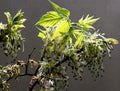 Boxelder Maple Tree Seeds - Acer Negundo - 30 Seeds for Planting, Fast-Growing Deciduous Tree, Shade, Urban, Wildlife-Friendly