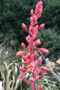 Texas Yucca Seeds - 40 Count - False Brakelight Red Flowering Variety - Hesperaloe parviflora - Drought-Tolerant, Xeriscape Plant