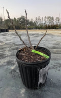 Alma Fig Tree Live Plant - Ficus carica in 1 Gal Pot for Home Garden