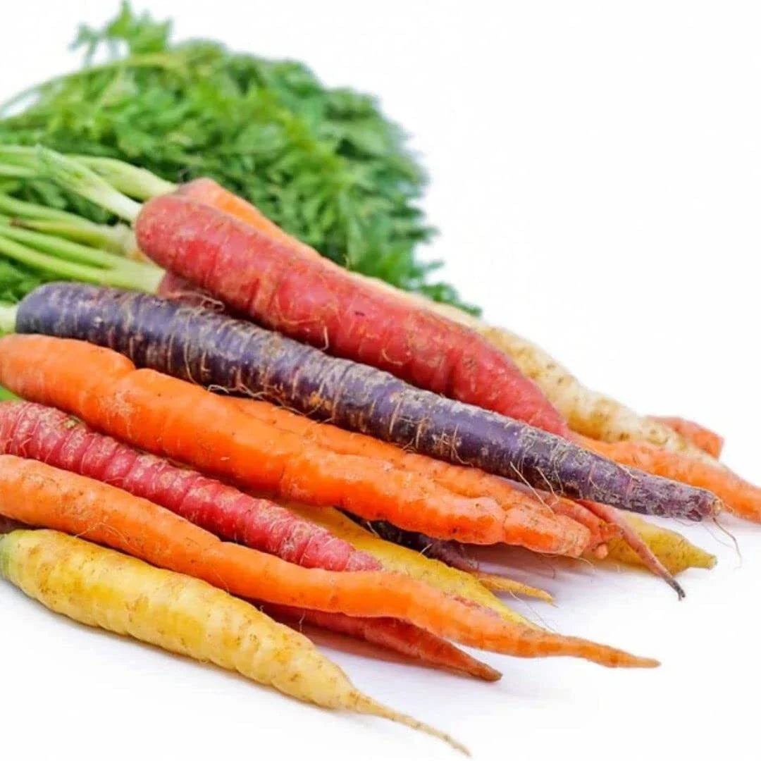 Rainbow Carrot Seeds - Non-GMO Heirloom, 750 Count, Daucus carota, Colorful Variety for Vegetable Garden Planting