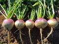 Purple Top White Globe Turnip Seeds – Vegetable, Brassica rapa, Heirloom, Fresh Planting Seeds for Spring & Fall Gardens