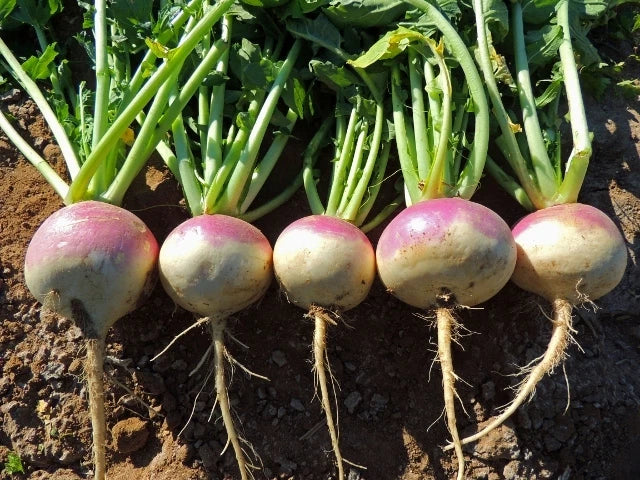 Purple Top White Globe Turnip Seeds – Vegetable, Brassica rapa, Heirloom, Fresh Planting Seeds for Spring & Fall Gardens
