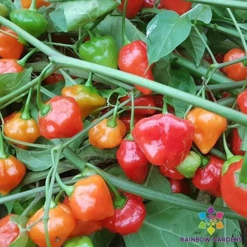 Rocotillo Chile Hot Pepper Seeds – Capsicum chinense, Spicy Red Fruit, 25+ Pack for Garden, Culinary, Pot, Raised Bed Planting