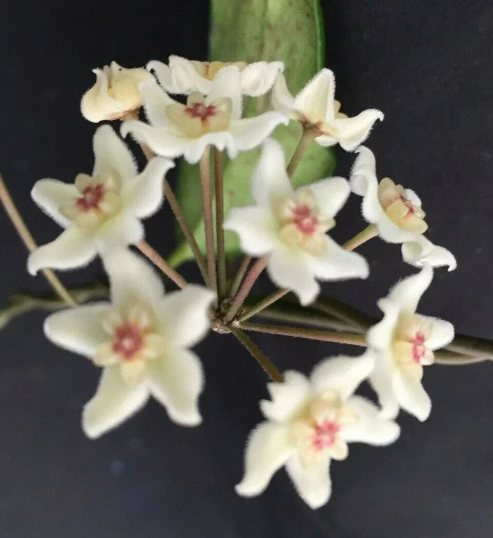 Hoya oblongacutifolia Rooted Plant 2.5" Pot, Vining Green Houseplant, Easy Care, Pet-Friendly, Indoor Garden