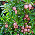 Sapodilla Tree Seeds - Pack of Seeds - Brown Sugar Fruit, Manilkara zapota, Tropical Chicle Variety