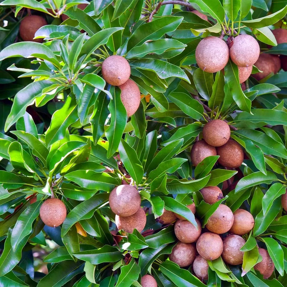 Sapodilla Tree Seeds - Pack of Seeds - Brown Sugar Fruit, Manilkara zapota, Tropical Chicle Variety