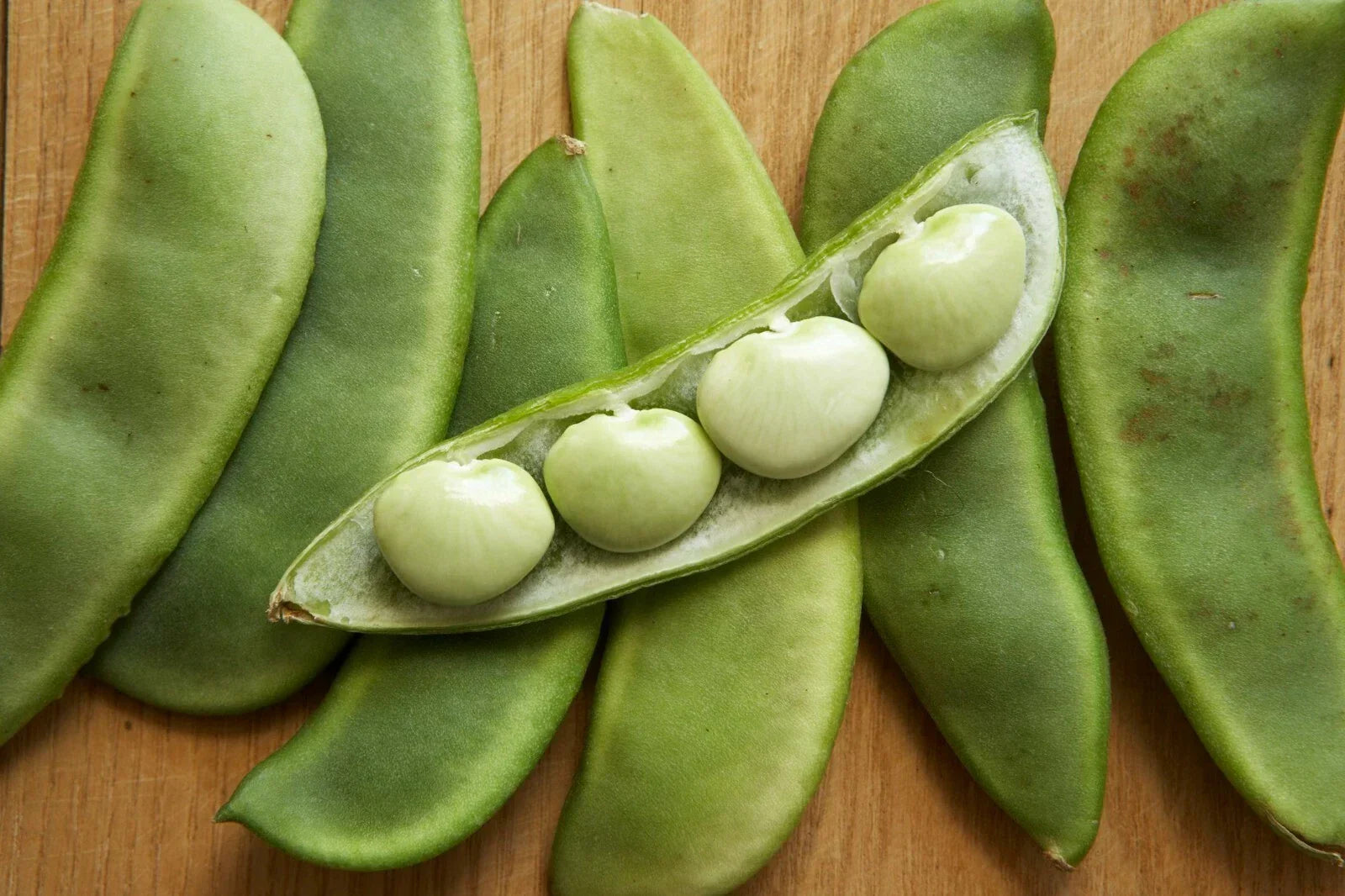 Lima Bean Seeds - Fordhook 242 Organic Phaseolus lunatus - Home Garden, Fresh, High Germination, Free Shipping