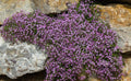 Pink Rock Soapwort Flower Seeds - 1,000 Count - Saponaria Ocymoides - Perennial Ground Cover for Gardens