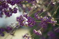 American Beautyberry Seeds - Perennial Shrubby Plant - Callicarpa americana - 30+ Seeds for Garden, Wildlife & Berries