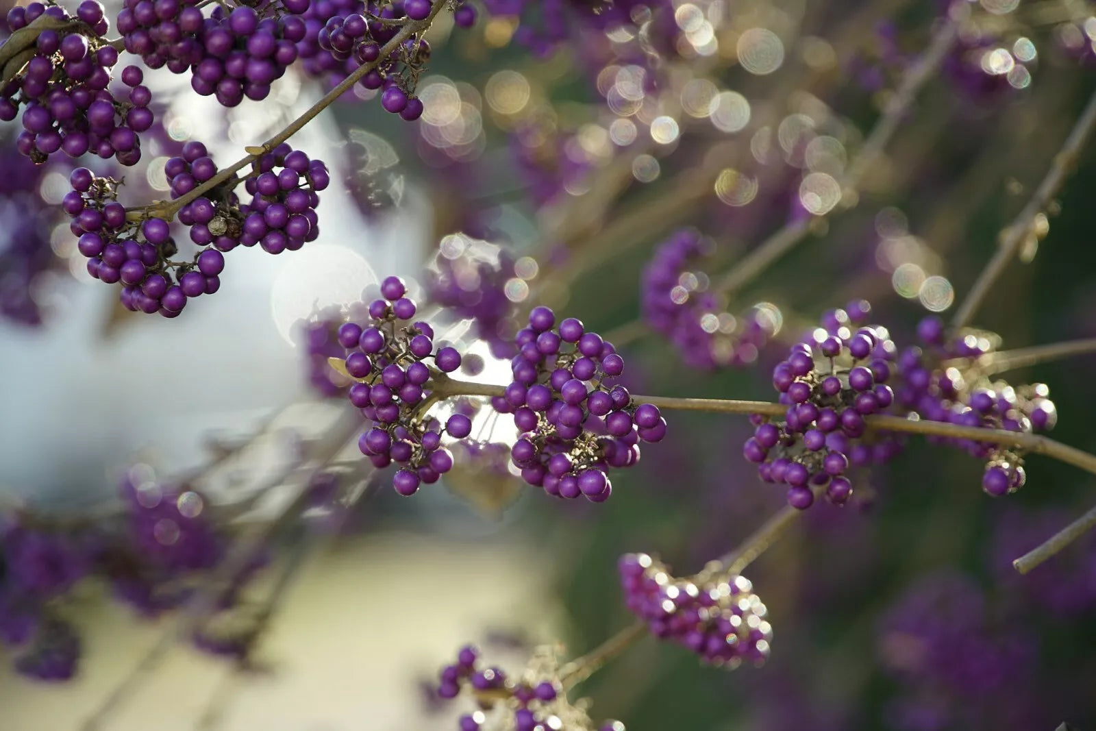 American Beautyberry Seeds - Perennial Shrubby Plant - Callicarpa americana - 30+ Seeds for Garden, Wildlife & Berries