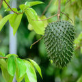 Soursop Tree Live Plant in 3-Inch Pot, Annona muricata, Tropical Fruit Tree, Indoor/Outdoor Garden, Exotic Fruit Plant