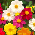 Dahlia Seeds - Mignon Mix Dwarf Single - Vibrant Flowering Varietal - Dahlia variabilis, Compact Garden Flower Seeds