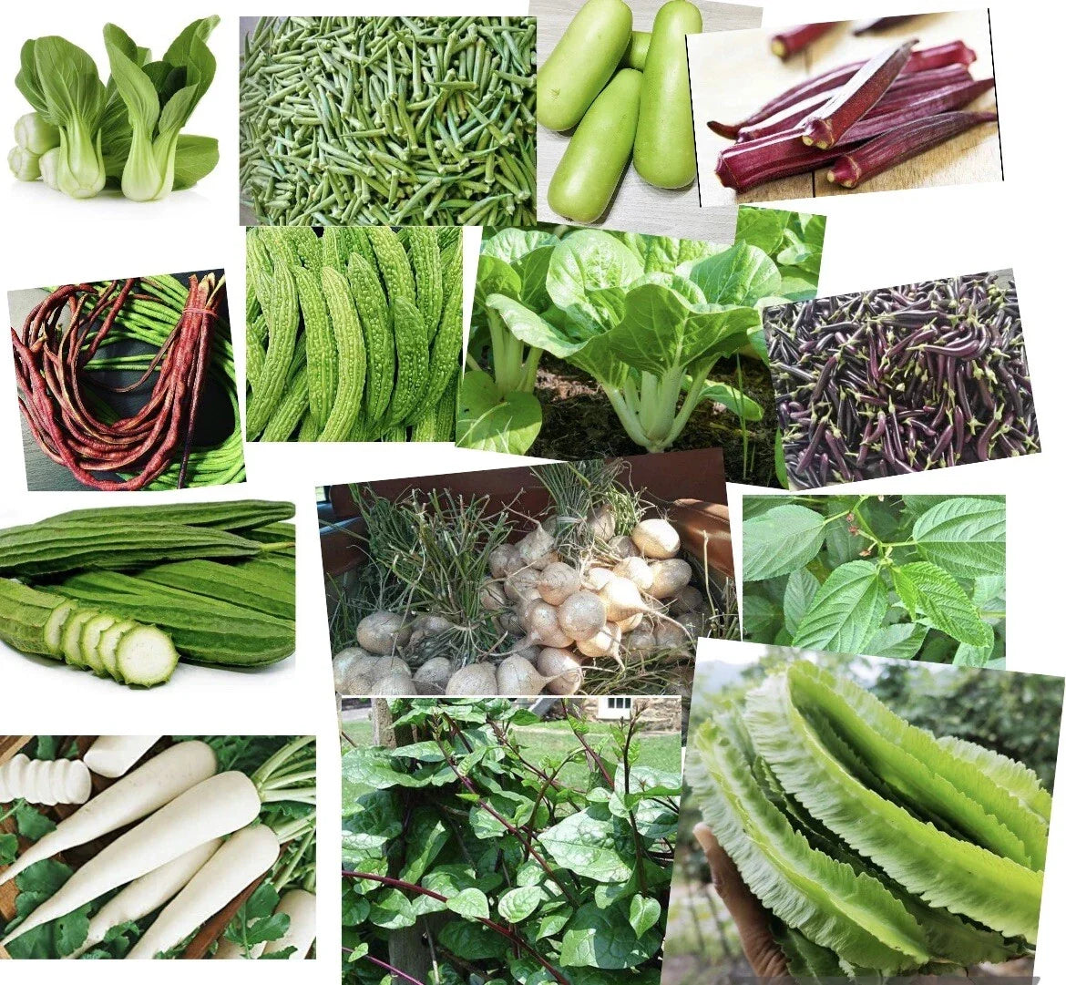 Asian Vegetable Seeds Packets - 20 Varieties, Heirloom, Organic, Non-GMO, for Home Garden and Urban Farming