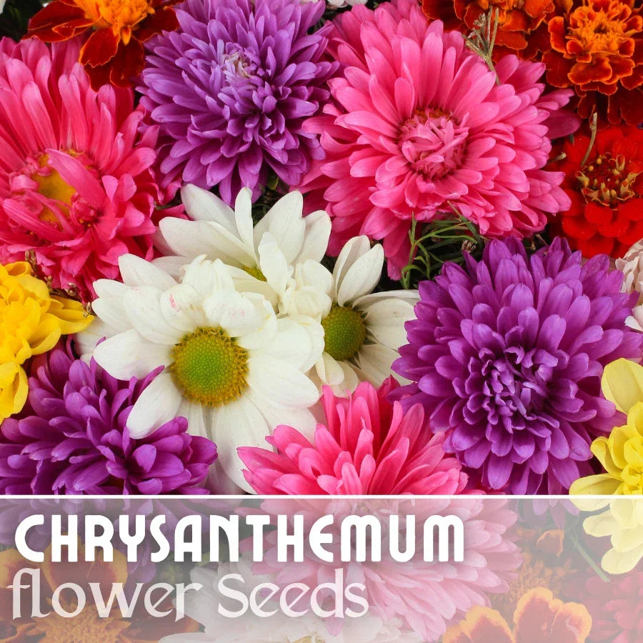 Chrysanthemum Seeds Bountiful Mix - Annual Flower Seeds for Garden, Borders, Containers - Chrysanthemum morifolium