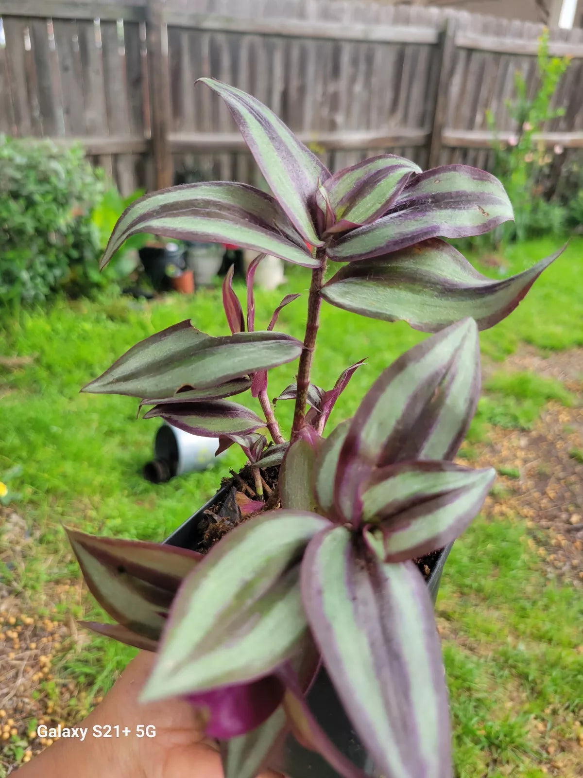Wandering Jew Plant 3-Inch Pot Live Tradescantia Zebrina Houseplant Multiple Plants