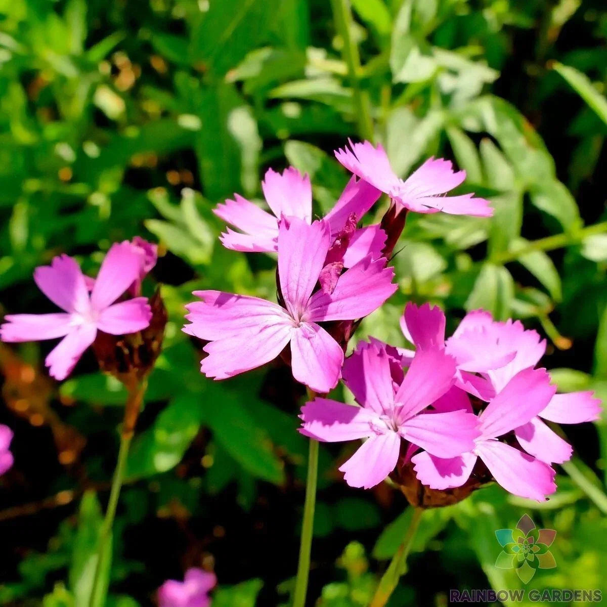 Carthusian Pink Carnation Seeds - Dianthus carthusianorum - 200+ Garden Flower Seeds for Borders & Containers