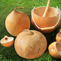 Bushel Gourd Seeds - Ornamental Hard-Shelled Gourds for Crafting & Decor - Lagenaria siceraria Seed Pack