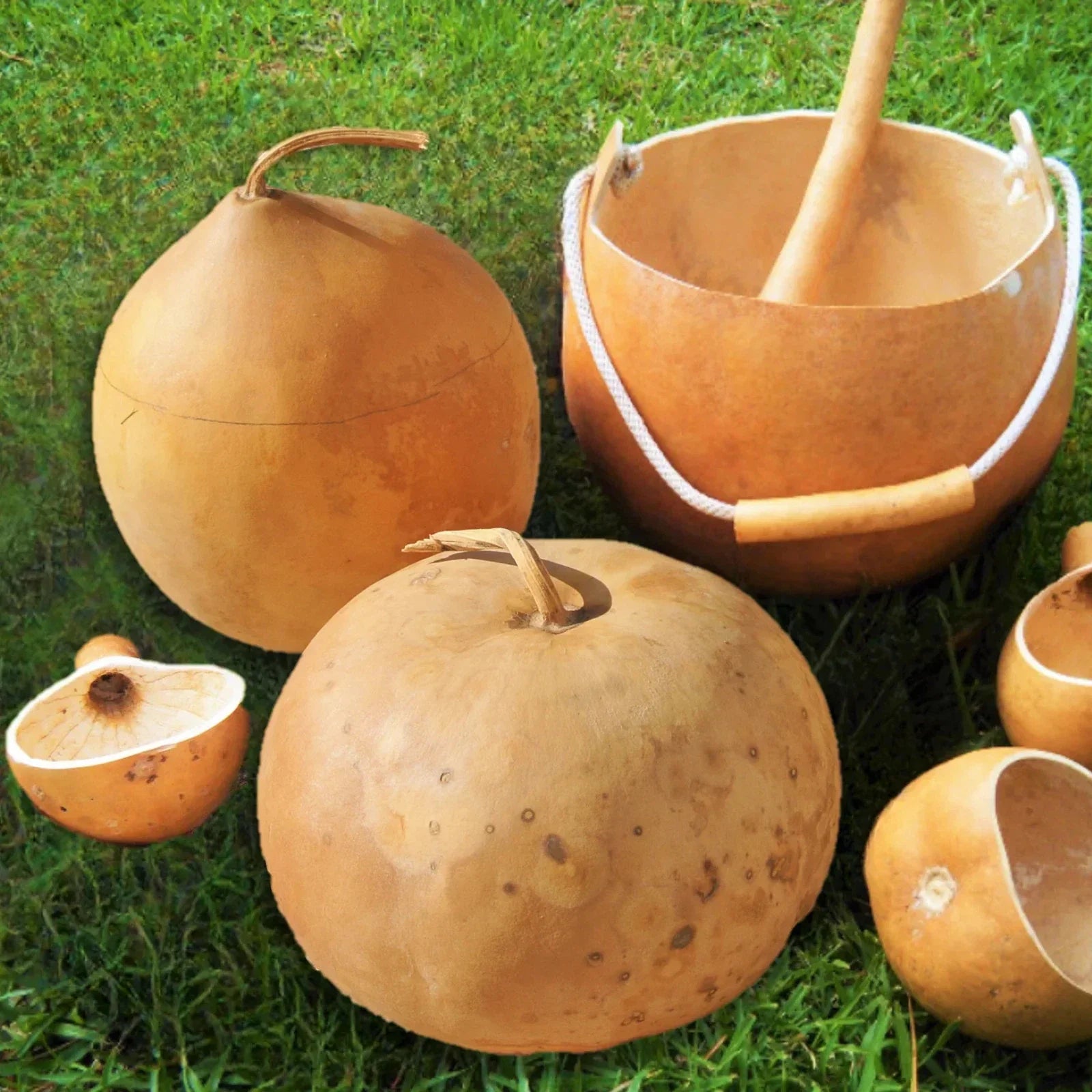Bushel Gourd Seeds - Ornamental Hard-Shelled Gourds for Crafting & Decor - Lagenaria siceraria Seed Pack
