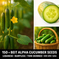 Beit Alpha Cucumber Seeds – Non-GMO Burpless Snack Variety – Cucumis sativus – Over 150 Seeds for Home Garden, Salad, and Pickling