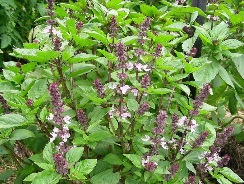 Anise Persian Basil Seeds - 600 Count, Black Licorice Flavor, Herb Garden Supply, Ocimum basilicum, Aromatic Culinary Herb