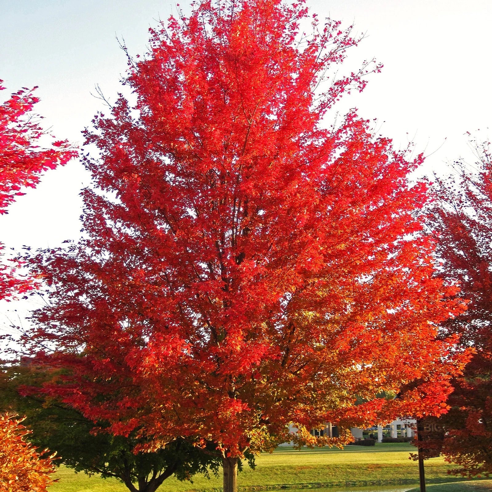 Red Maple Tree Seeds - Acer Rubrum Illinois Scarlet Packet for Planting 2025 - Canadian Variety