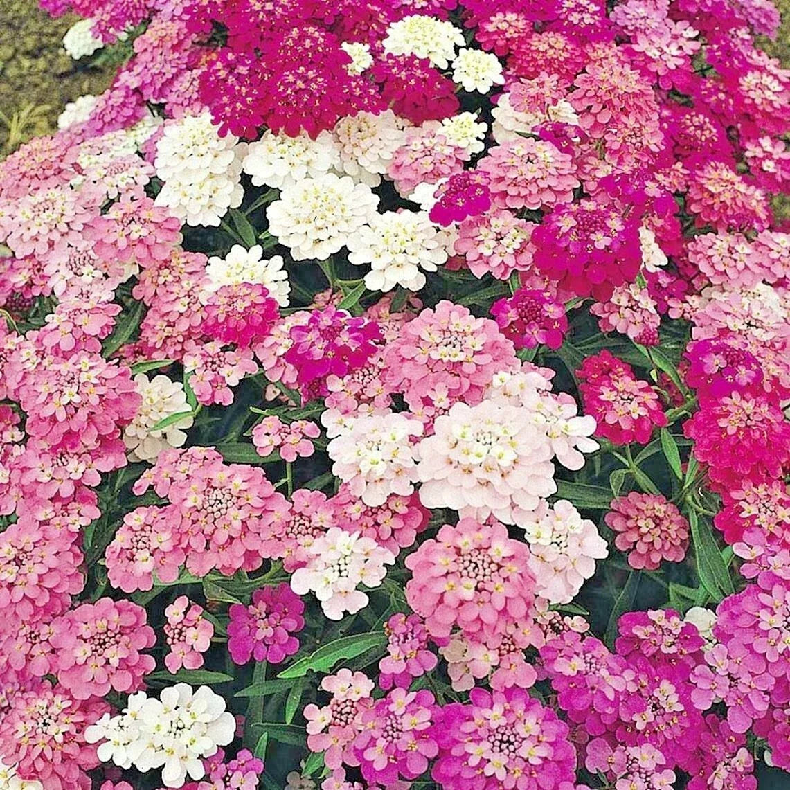 Candy Tuft Seeds Mix - 200+ Iberis umbellata Annual Groundcover for Drought Tolerance and Heat Resistance