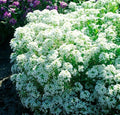 Alyssum TINY TIM White Groundcover Seeds - 500 Non-GMO Fragrant Lobularia maritima for Borders & Containers