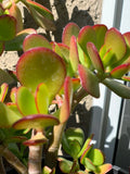 Jade Succulent Cuttings - 3 Healthy Crassula ovata Cuttings for Indoor and Outdoor Gardening