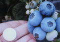 Northern Highbush Blueberry Seeds - Vaccinium corymbosum, 20 Seeds for Home Garden, Wildlife & Bird Attraction