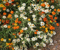 Zinnia Seeds Mix - 100+ Linearis Variety for Garden Planting - Zinnia elegans, Vibrant Colors, Easy to Grow, Pollinator Friendly