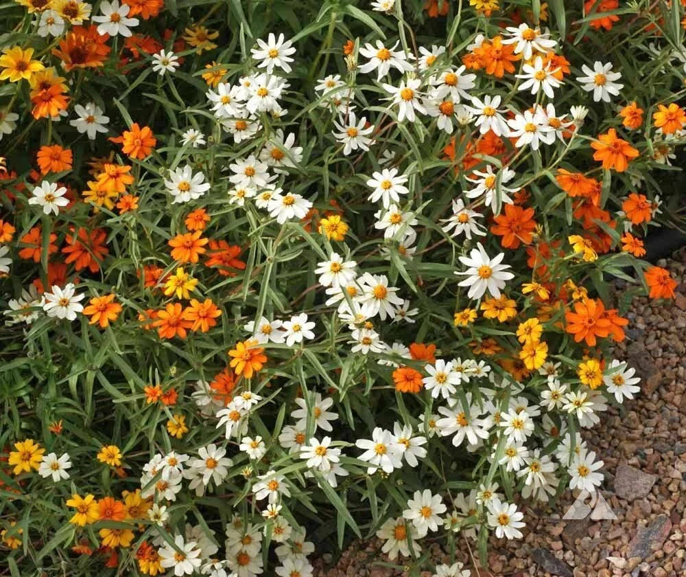 Zinnia Seeds Mix - 100+ Linearis Variety for Garden Planting - Zinnia elegans, Vibrant Colors, Easy to Grow, Pollinator Friendly
