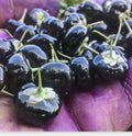 Black Goji Berry Seeds – Lycium ruthenicum, Himalayan Black Wolfberry, Organic Non-GMO, 10 Seeds for Home Gardening