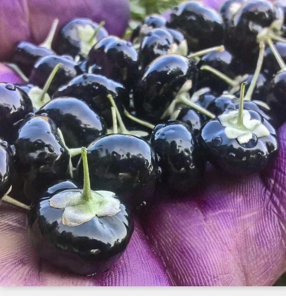 Black Goji Berry Seeds – Lycium ruthenicum, Himalayan Black Wolfberry, Organic Non-GMO, 10 Seeds for Home Gardening