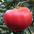 Ponderosa Pink Tomato Seeds 50 Count Heirloom Non-GMO Vegetable Seeds Solanum lycopersicum