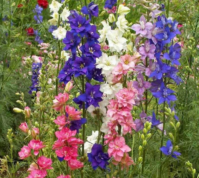 Larkspur Delphinium Seeds Mix - Non-GMO Flower Garden Seeds for Borders & Cuttings - 1000 Count