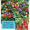 Five Color Chili Pepper Seeds Pack – Rainbow Capsicum annuum with 50+ Seeds & Bonus Peter Pepper Seeds