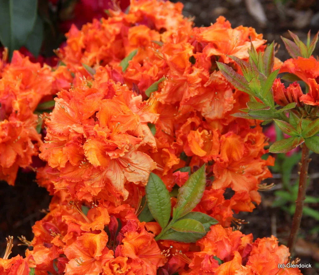 Deciduous Azalea Starter Plant Gibraltar Variety Rhododendron, Small Rooted Bush for Garden, Bright Spring Blooms