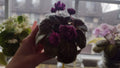 African Violet Unrooted Leaves – Witch Doctor Variety, Fresh Cut Propagation Leaves, Saintpaulia ionantha