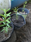 Pomegranate Tree Seedling Parfianka Variety Edible Fruit Plant Punica, Compact Growth, Bare Root, 12 Inches