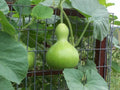 Birdhouse Gourd Seeds - 10 Heirloom Lagenaria siceraria for Arts & Crafts, Decorative Gourds, Garden Projects