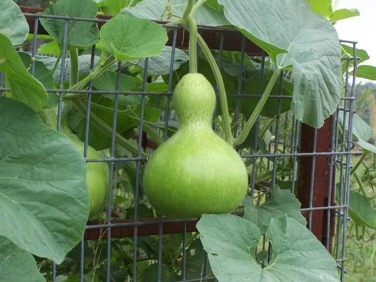 Birdhouse Gourd Seeds - 10 Heirloom Lagenaria siceraria for Arts & Crafts, Decorative Gourds, Garden Projects