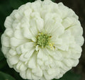 White Zinnia Flower Seeds - Polar Bear, Annual Garden Seeds for Bees and Birds, Zinnia elegans, Full Sun, 100+ Seeds