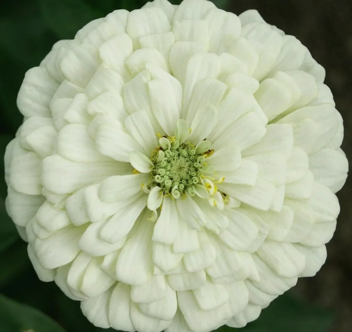 White Zinnia Flower Seeds - Polar Bear, Annual Garden Seeds for Bees and Birds, Zinnia elegans, Full Sun, 100+ Seeds