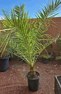 Canary Island Date Palm Tree - Potted, Phoenix Canariensis, Tropical Indoor/Outdoor Plant, 52+ Inches Tall, 10+ Years Old