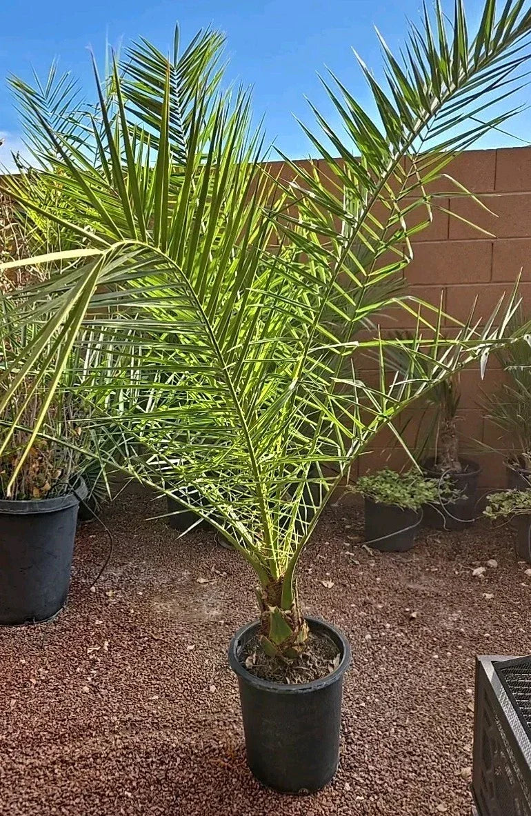 Canary Island Date Palm Tree - Potted, Phoenix Canariensis, Tropical Indoor/Outdoor Plant, 52+ Inches Tall, 10+ Years Old