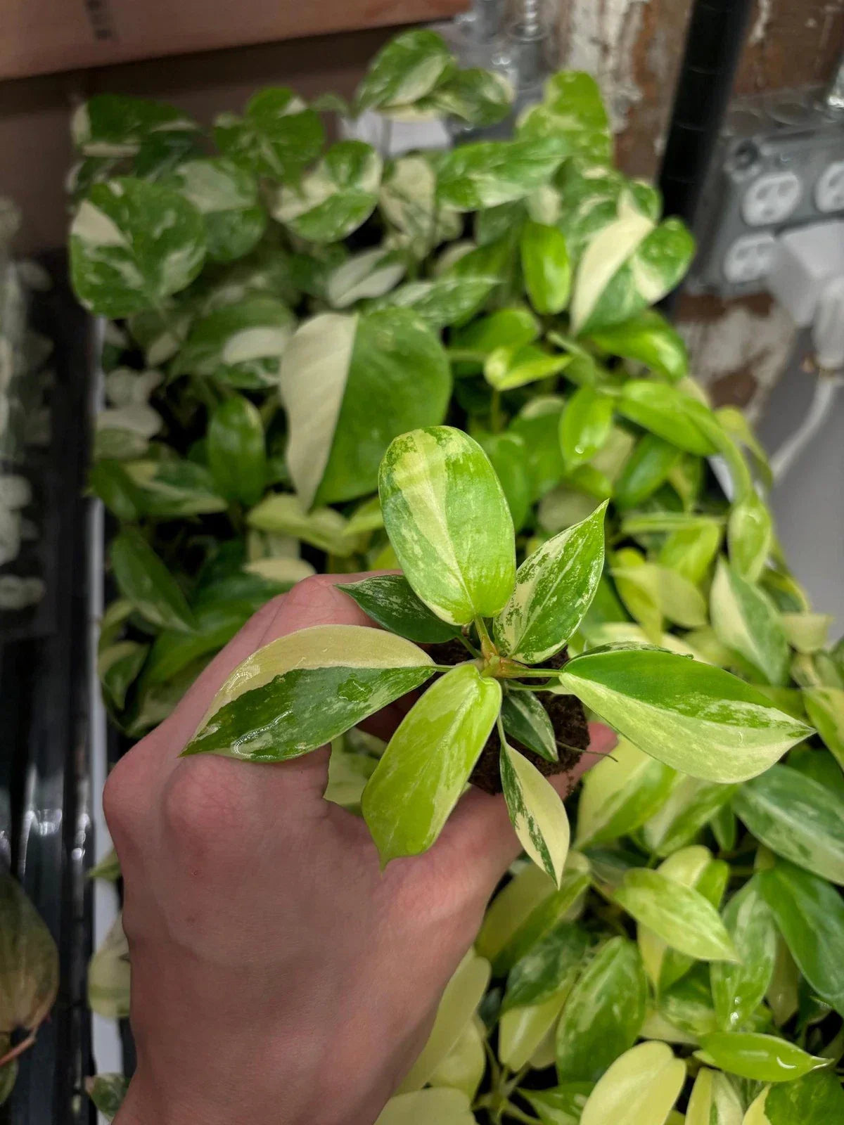 Philodendron Florida Beauty Variegated Starter Plug, Indoor Plant, Climbing, Philodendron 'Florida Beauty'