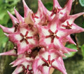 Hoya Kaimuki Indoor Houseplant with Active New Growth and Star-Shaped Flowers