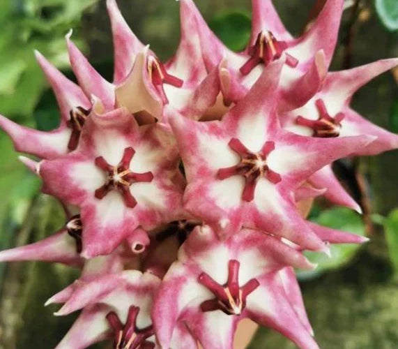 Hoya Kaimuki Indoor Houseplant with Active New Growth and Star-Shaped Flowers