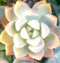 Succulent Cuttings 3" - Graptopetalum paraguayense - Ghost Plant - Rosette-forming Succulent - Drought Tolerant