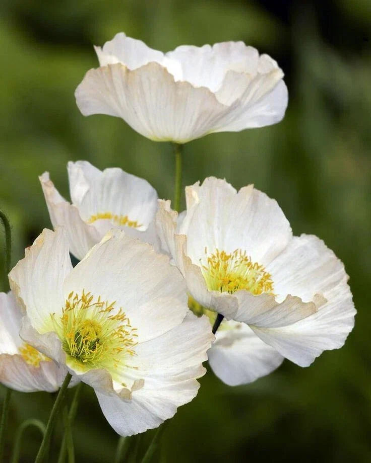 Bridal Silk Poppy Seeds - 200+ Pack, Papaver somniferum, White Pink Lavender Flowers, Easy to Grow Garden Seeds